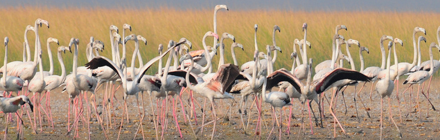 Nalsarovar Bird Sanctuary