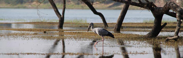 Thol Birds Sanctuary